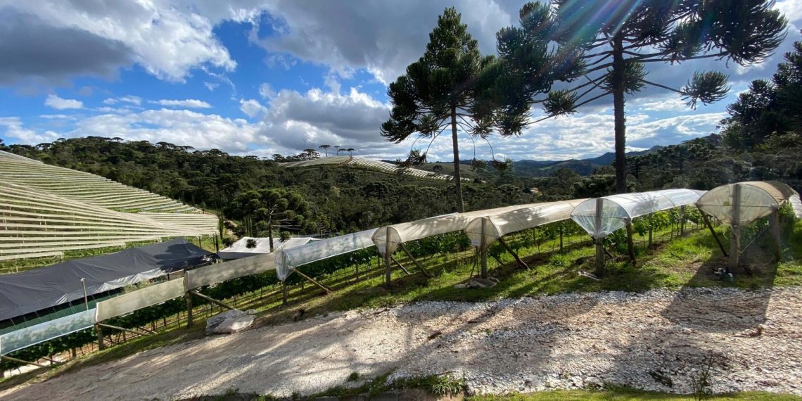 Sem intervenção, o sabor da Serra da Mantiqueira