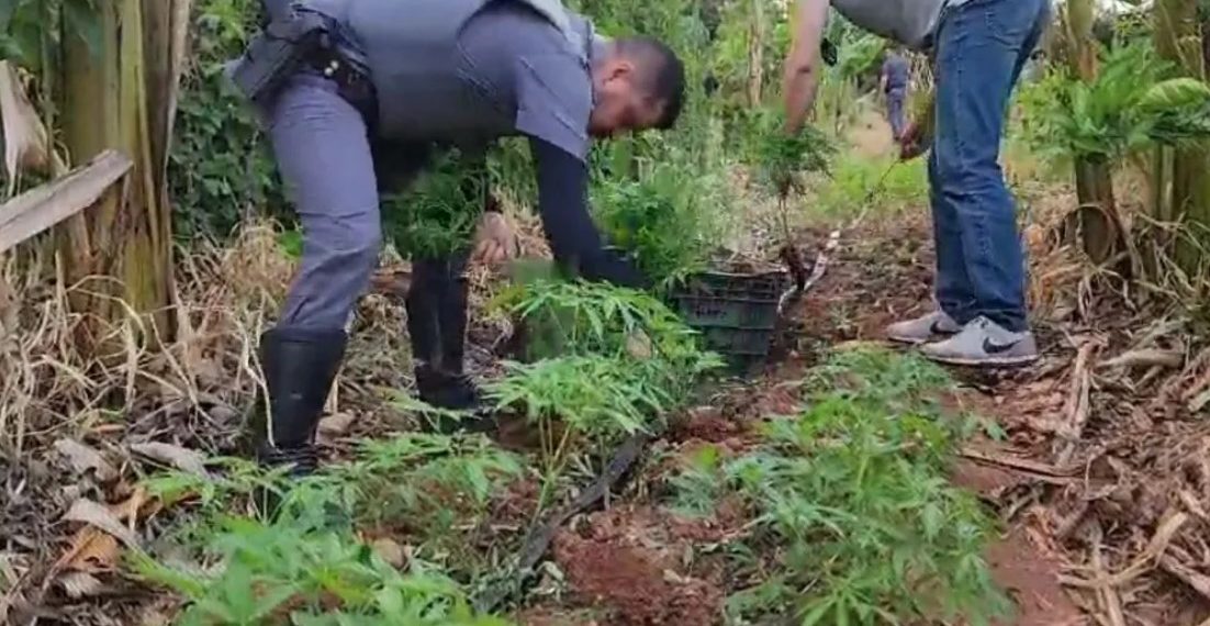 PMSP descobre plantação com 316 pés de maconha e prende homem