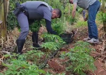 PMSP descobre plantação com 316 pés de maconha e prende homem