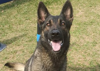 GCM de Poços recebe novo integrante do Grupamento de Operações com Cães