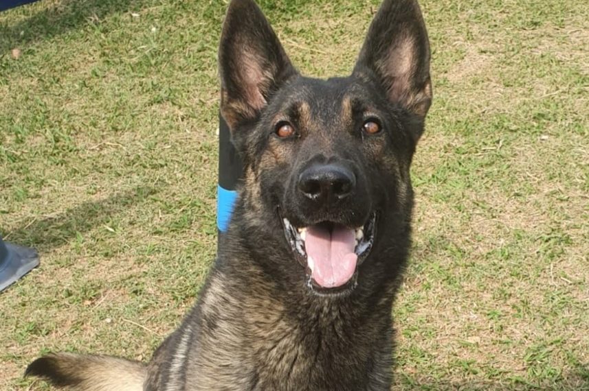 GCM de Poços recebe novo integrante do Grupamento de Operações com Cães