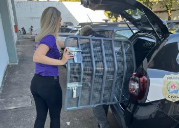 Vizinho que oferecia dinheiro e doces para estuprar crianças é preso no Sul de Minas