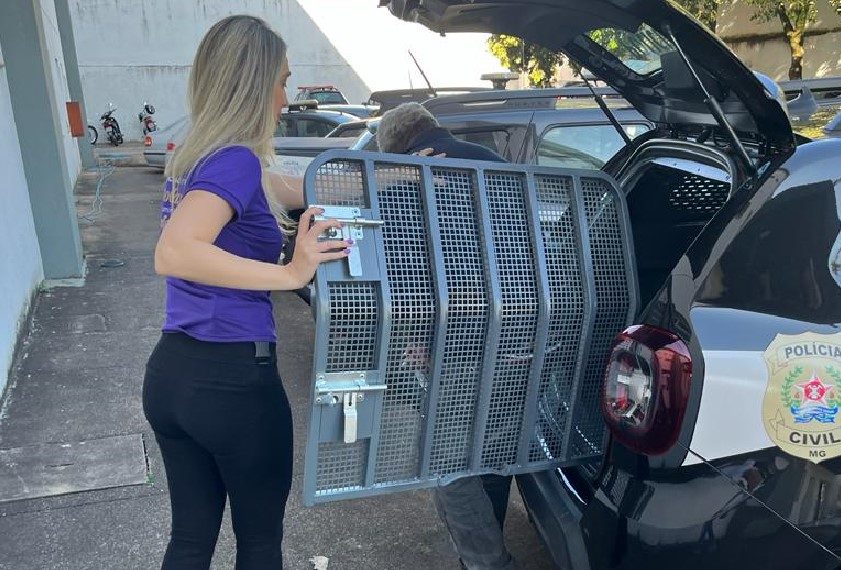 Vizinho que oferecia dinheiro e doces para estuprar crianças é preso no Sul de Minas