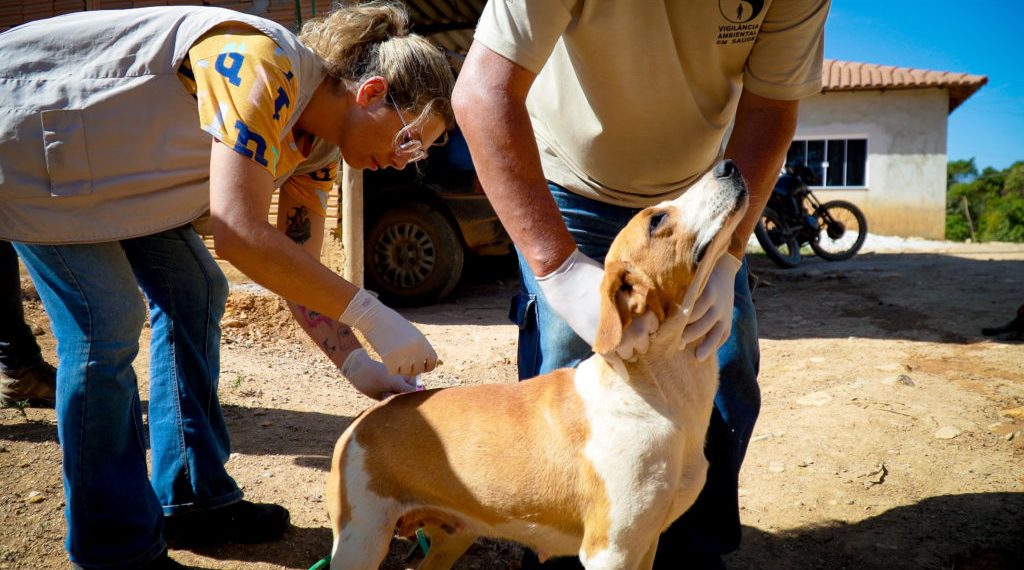 Vacinação Antirrábica segue neste final de semana nas regiões Sul e Oeste de Poços de Caldas