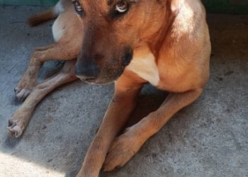 Semad lança 1º edital do Programa Estadual de Saúde Básica Animal