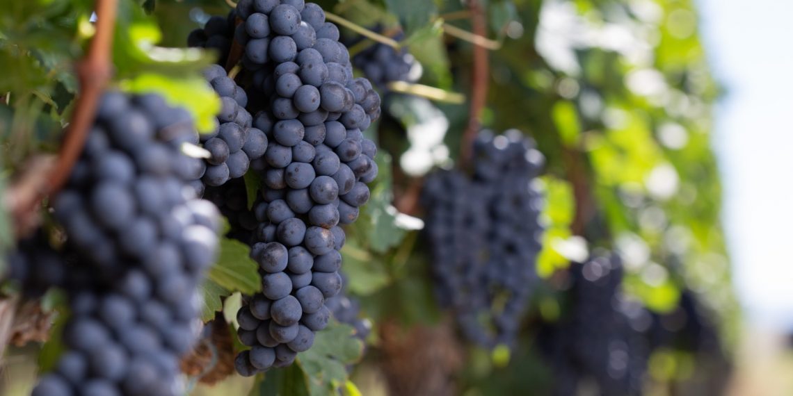 O NOVO VINHO BRASILEIRO