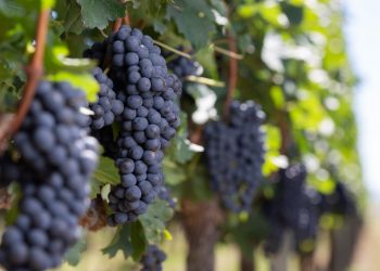 O NOVO VINHO BRASILEIRO