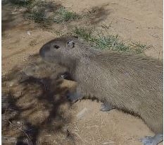 Capivara é resgatada após entrar em residência na zona sul de Poços de Caldas