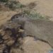 Capivara é resgatada após entrar em residência na zona sul de Poços de Caldas