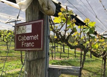 Cabernet Franc: aromas e potencial de guarda