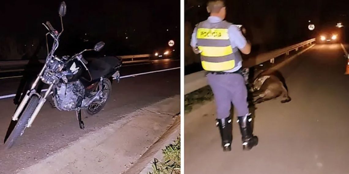 Motociclista fica ferido após atingir vaca na SP-207
