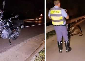 Motociclista fica ferido após atingir vaca na SP-207