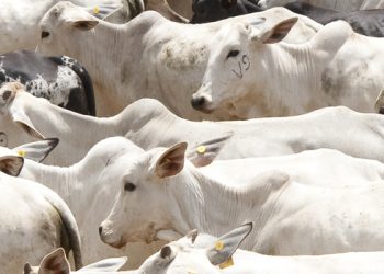 Dia Mundial de Combate à Raiva ressalta importância da prevenção da doença