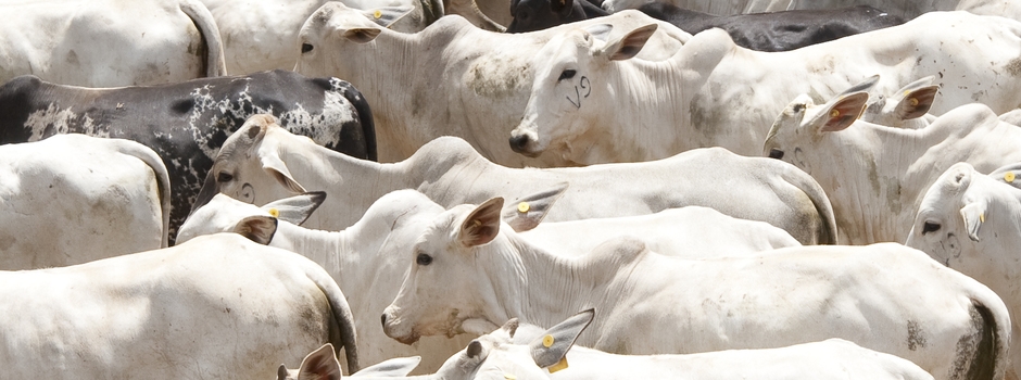 Dia Mundial de Combate à Raiva ressalta importância da prevenção da doença