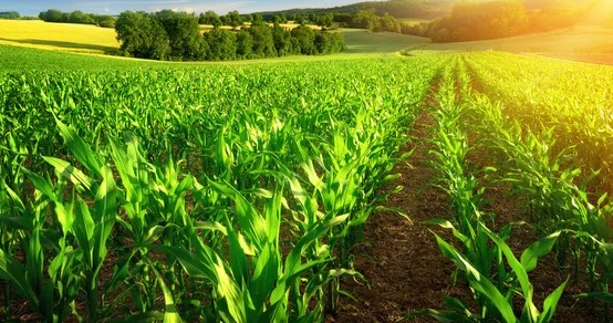 Agropecuária lidera geração de empregos em agosto em São João da Boa Vista