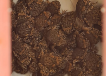 Biólogo comenta aparecimento de sapos em bairro em Poços de Caldas