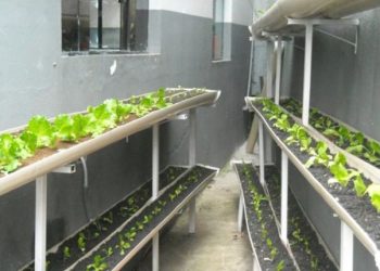Presídio de Poços de Caldas realiza cultivo de hortaliças