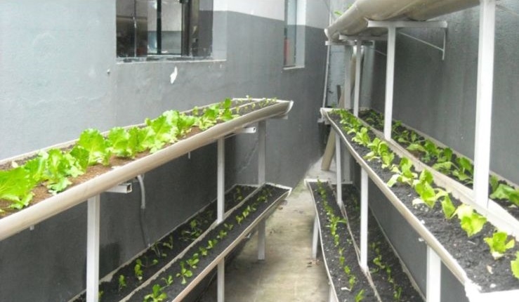 Presídio de Poços de Caldas realiza cultivo de hortaliças