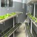 Presídio de Poços de Caldas realiza cultivo de hortaliças