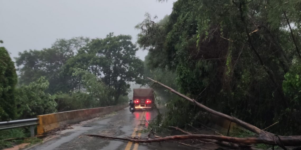 Árvores caem na Rodovia MG-455