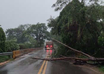 Árvores caem na Rodovia MG-455