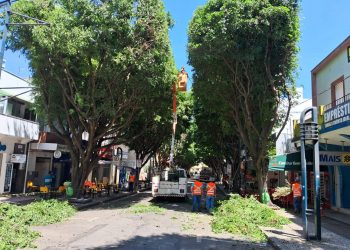 Rua São Paulo fica interditada para poda de árvores e decoração de natal em Poços de Caldas