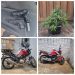 PM recupera motos furtadas, apreende pé de maconha e simulacro de arma em Poços