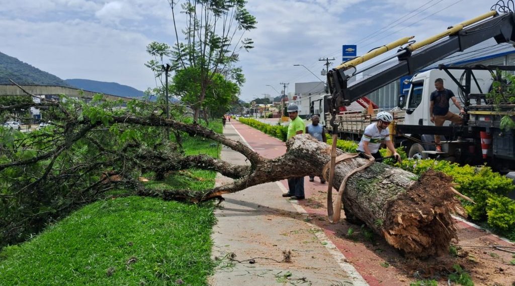 Árvore de grande porte cai na Avenida João Pinheiro, em Poços de Caldas