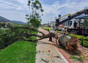 Árvore de grande porte cai na Avenida João Pinheiro, em Poços de Caldas