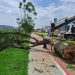 Árvore de grande porte cai na Avenida João Pinheiro, em Poços de Caldas