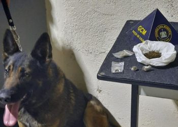 Cão de faro da GCM localiza drogas no centro de Poços de Caldas
