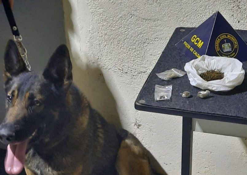 Cão de faro da GCM localiza drogas no centro de Poços de Caldas