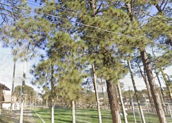 Árvores ao lado do Parque Municipal são cortadas em Poços de Caldas