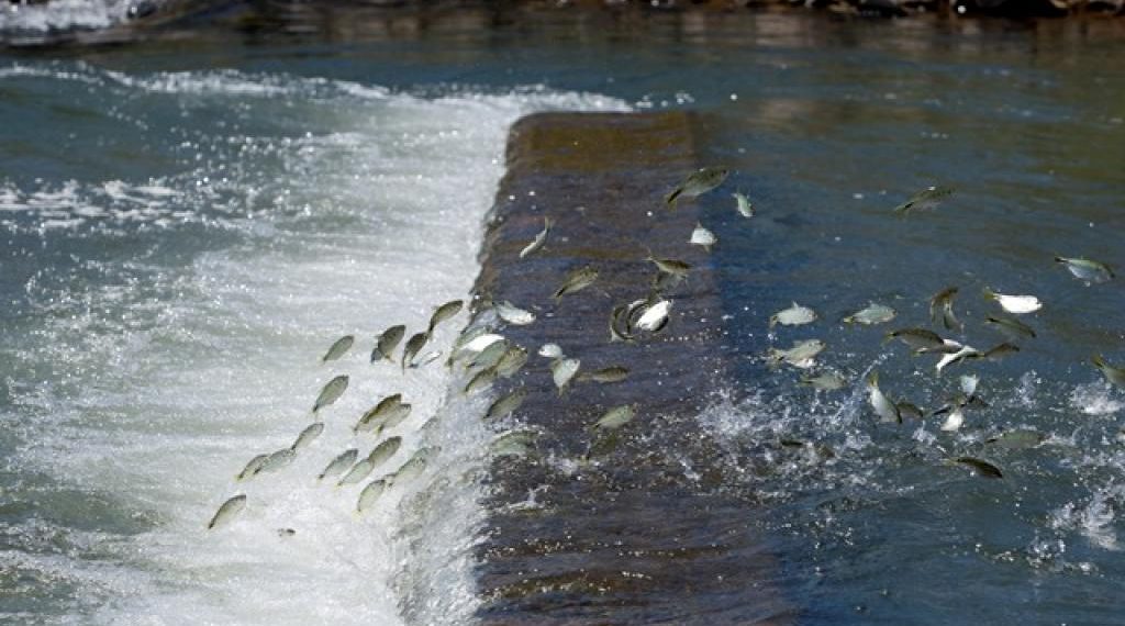 Minas inicia período de restrições para pesca para proteger reprodução de peixes nativos