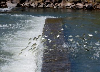 Minas inicia período de restrições para pesca para proteger reprodução de peixes nativos