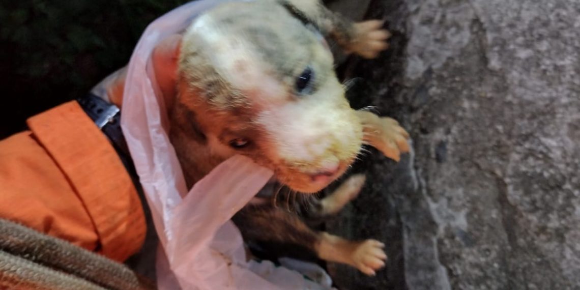 Cão é resgatado após cair em poço desativado em Poços de Caldas