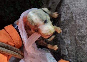 Cão é resgatado após cair em poço desativado em Poços de Caldas