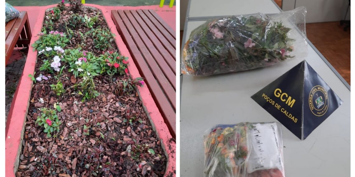 Homem é flagrado arrancando flores e danificando jardim na praça de Poços de Caldas.