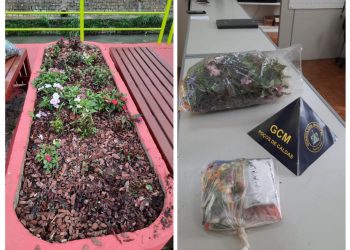 Homem é flagrado arrancando flores e danificando jardim na praça de Poços de Caldas.