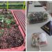 Homem é flagrado arrancando flores e danificando jardim na praça de Poços de Caldas.