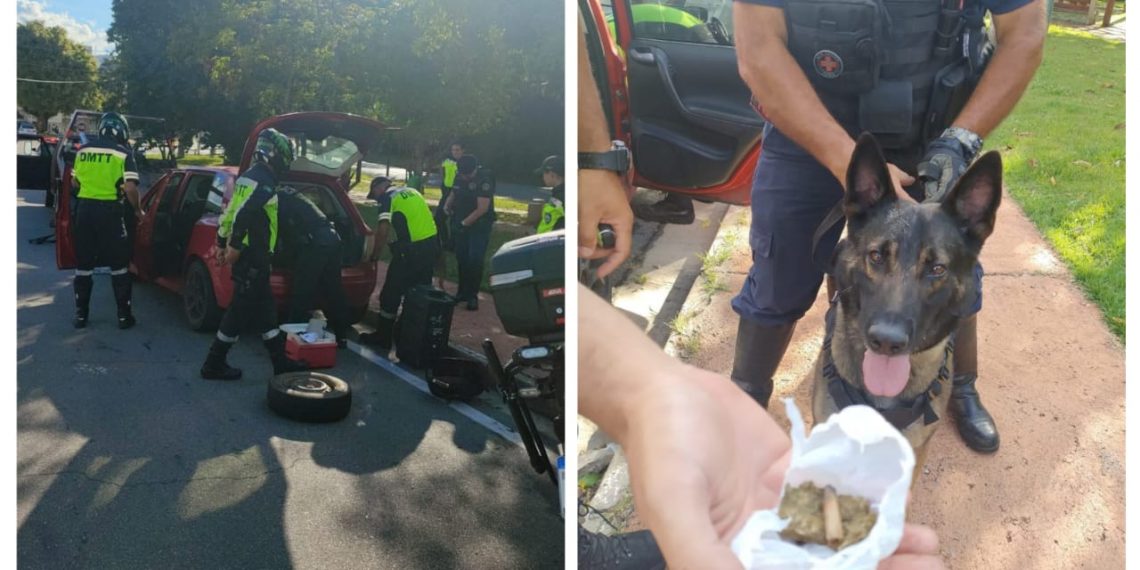 Cão de faro da GCM localiza droga em carro após condutor fugir de blitz e bater em outro veículo.