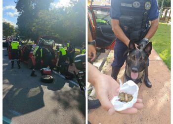 Cão de faro da GCM localiza droga em carro após condutor fugir de blitz e bater em outro veículo.
