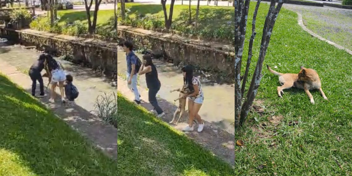 Cachorro “caramelo” é resgatado por populares após cair em ribeirão de Poços de Caldas