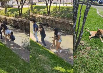 Cachorro “caramelo” é resgatado por populares após cair em ribeirão de Poços de Caldas