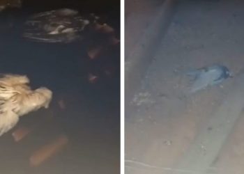 Exames apontam que água de creche onde foram encontrados pombos mortos em Poços de Caldas está própria para consumo, diz Prefeitura