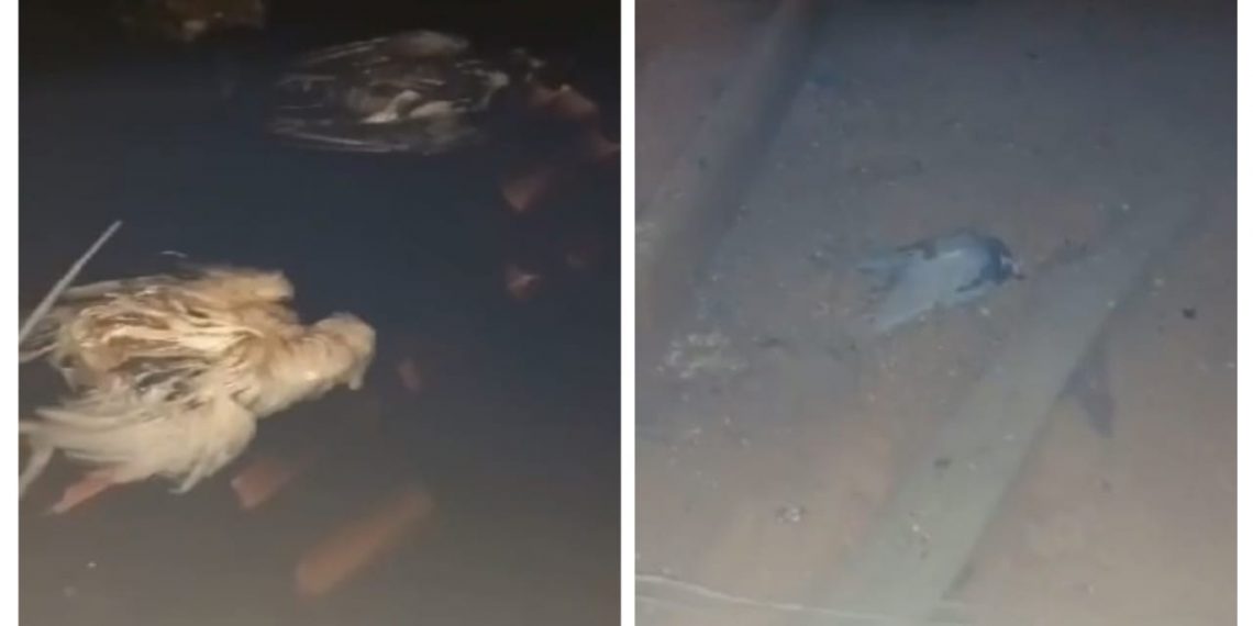 Pombos mortos são encontrados em caixa d’água de creche em Poços de Caldas