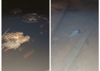 Pombos mortos são encontrados em caixa d’água de creche em Poços de Caldas