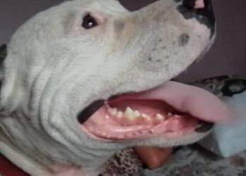 Homem invade casa, mata cachorro e incendeia imóvel em Andradas