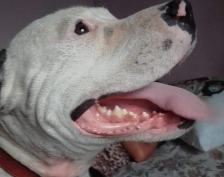 Homem invade casa, mata cachorro e incendeia imóvel em Andradas