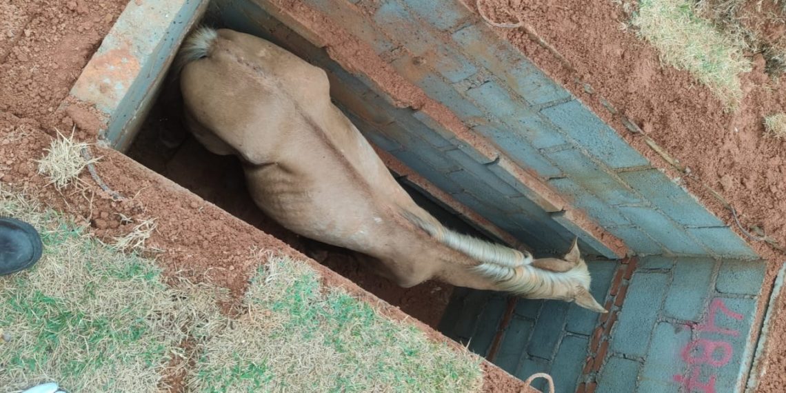 Cavalo é resgatado após cair em cova em cemitério em Poços de Caldas